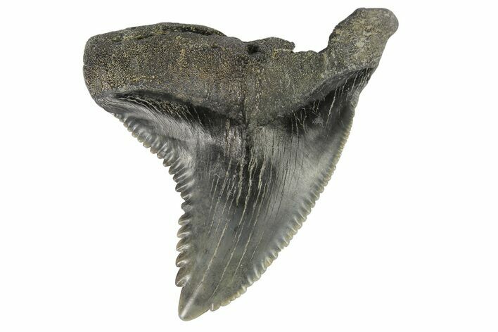 Huge, Serrated, Fossil Shark (Hemipristis) Tooth #178626
